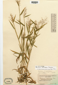 Dichanthelium lanuginosum image