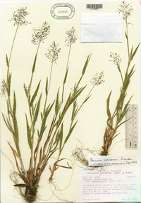 Panicum acuminatum image