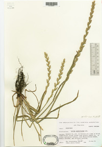 Lolium perenne subsp. multiflorum image