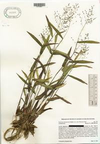 Panicum commutatum var. ashei image