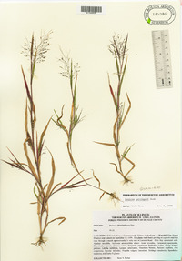 Panicum gattingeri image