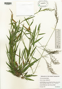 Dichanthelium acuminatum subsp. spretum image