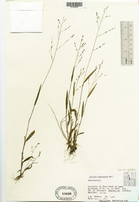 Kellochloa verrucosa image