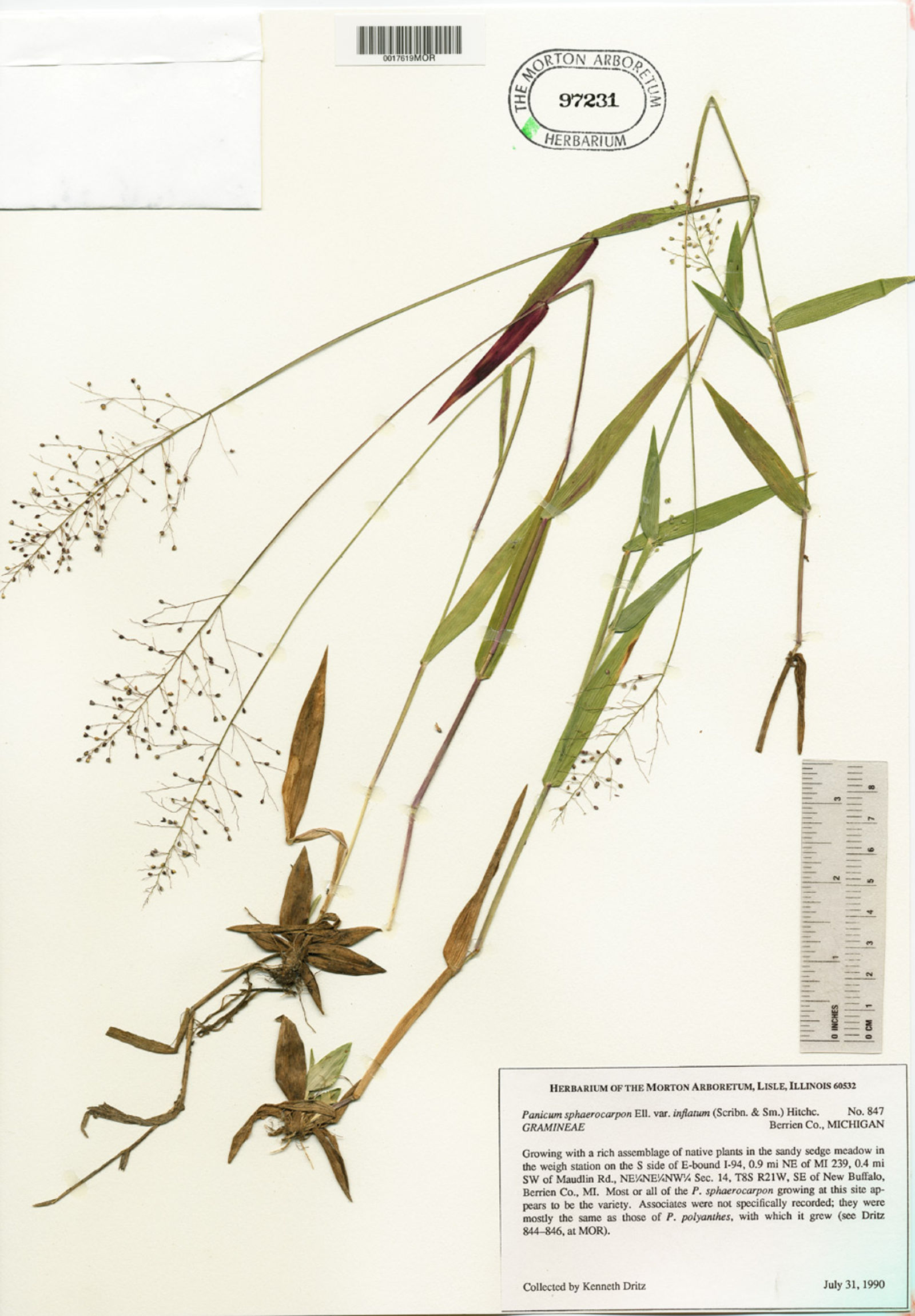 Dichanthelium sphaerocarpon image