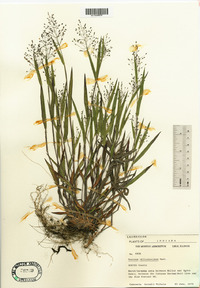 Dichanthelium ovale subsp. praecocius image