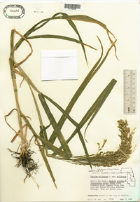 Panicum miliaceum image