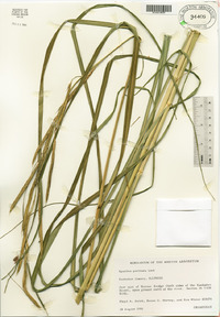 Spartina pectinata image