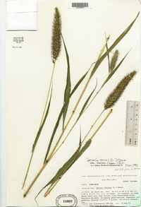 Setaria viridis var. major image