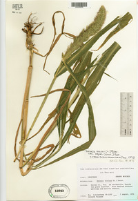 Setaria viridis var. major image