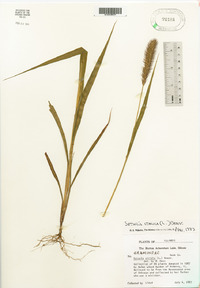 Setaria italica image