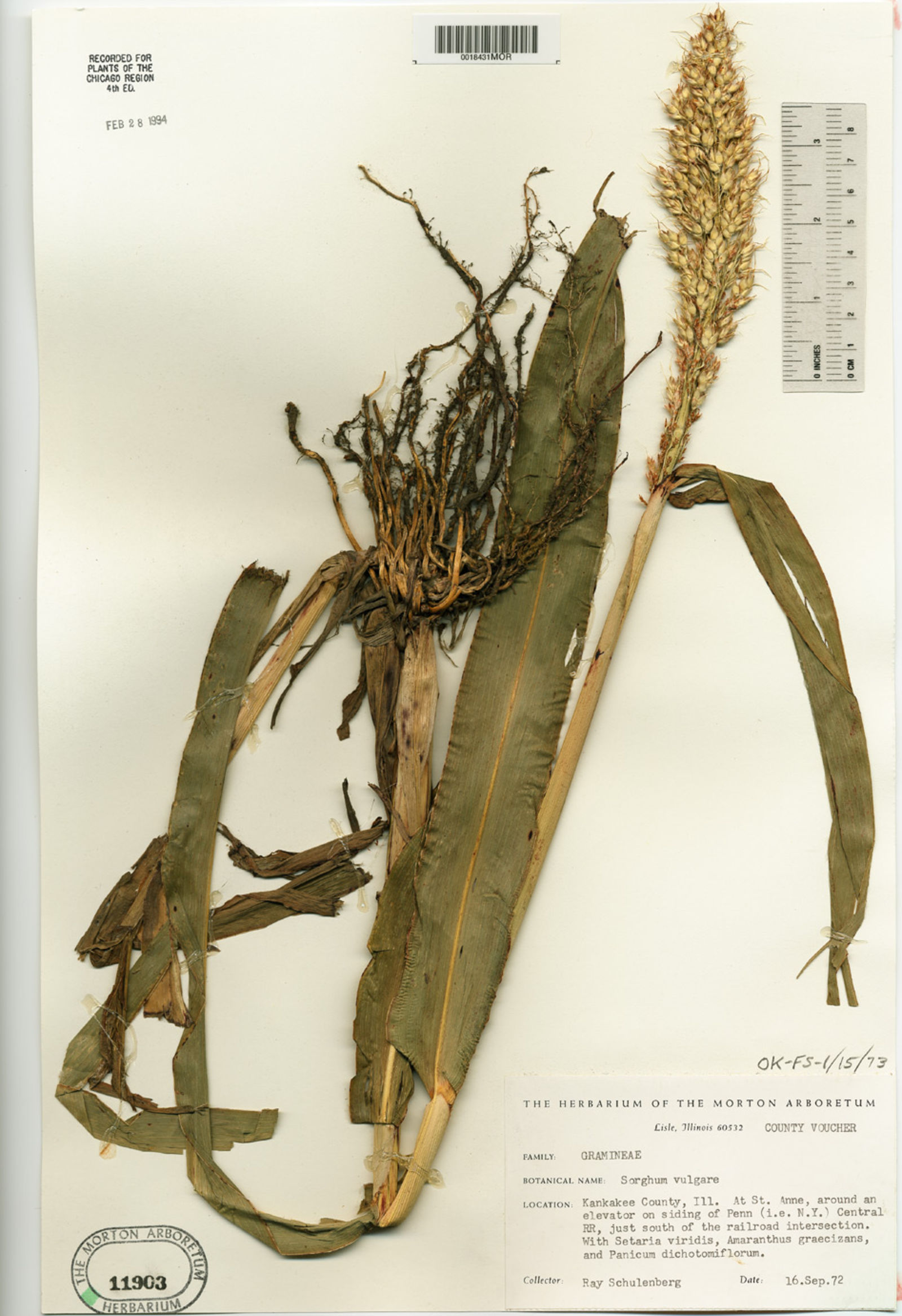 Sorghum × drummondii image