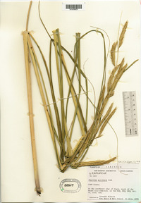 Spartina pectinata image