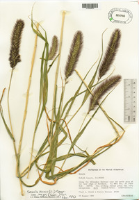 Setaria viridis var. major image