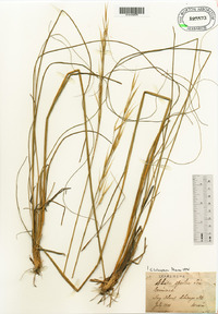 Hesperostipa spartea image