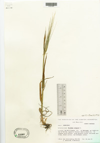 Hordeum vulgare image