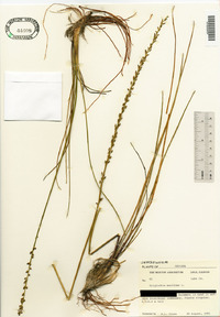 Triglochin maritima image