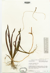 Vallisneria americana image