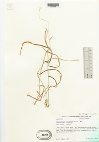 Muhlenbergia tenuiflora image