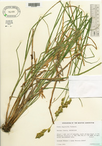 Carex argyrantha image