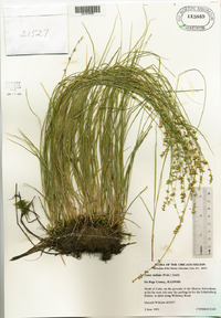 Carex radiata image