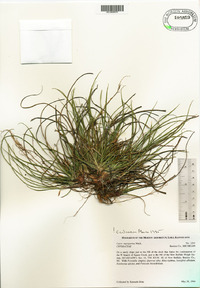 Carex tonsa var. rugosperma image