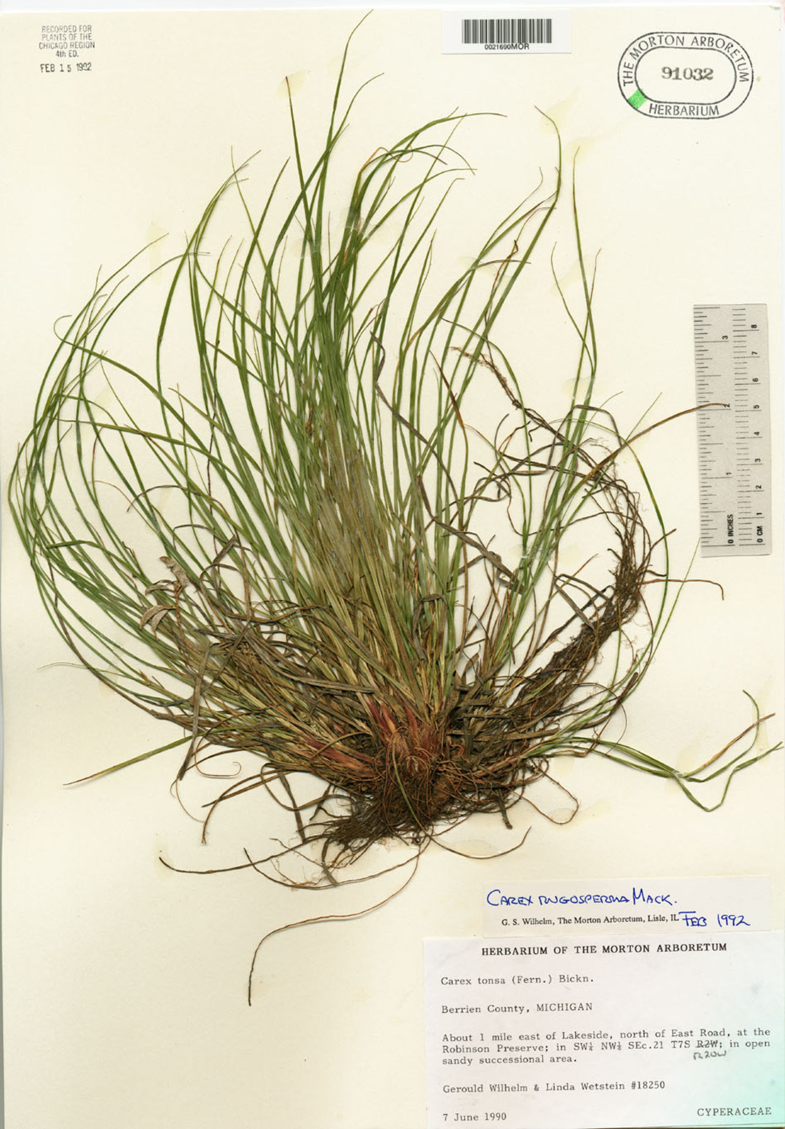 Carex tonsa image