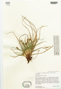 Carex tonsa image