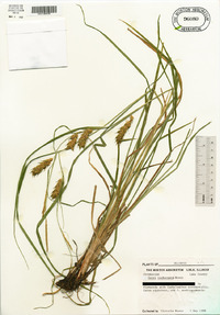 Carex tuckermanii image