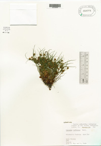 Cyperus squarrosus image