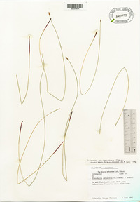 Eleocharis erythropoda image