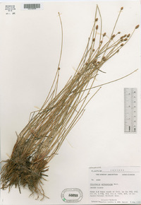 Eleocharis melanocarpa image