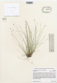 Eleocharis microcarpa var. filiculmis image