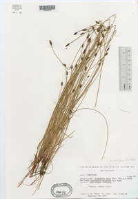 Eleocharis macrostachya image