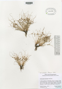 Cyperus subsquarrosus image