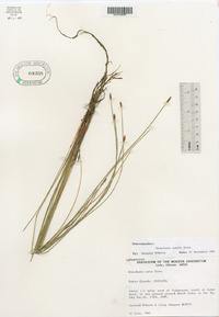 Eleocharis palustris image