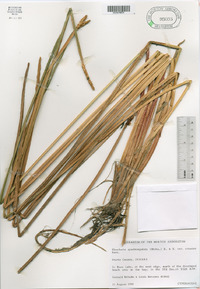 Eleocharis quadrangulata image