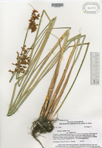 Schoenoplectus tabernaemontani image