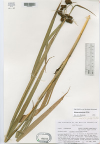 Scirpus atrovirens image