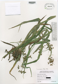 Scirpus hattorianus image