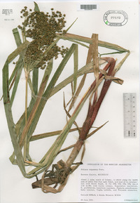 Scirpus expansus image