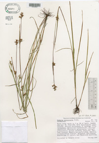 Scleria reticularis image