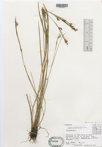 Scleria reticularis image