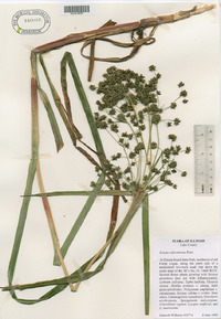 Scirpus microcarpus image