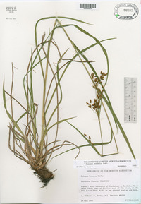 Scirpus pendulus image