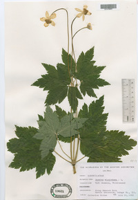 Anemone virginiana image