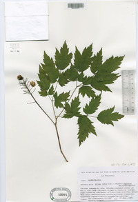 Actaea rubra subsp. rubra image