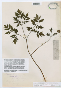 Actaea rubra subsp. rubra image