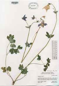 Aquilegia vulgaris image