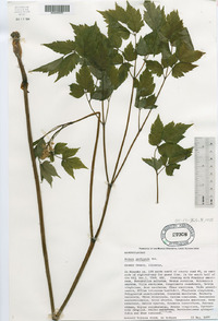 Actaea pachypoda image