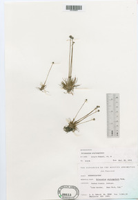 Eriocaulon septangulare image